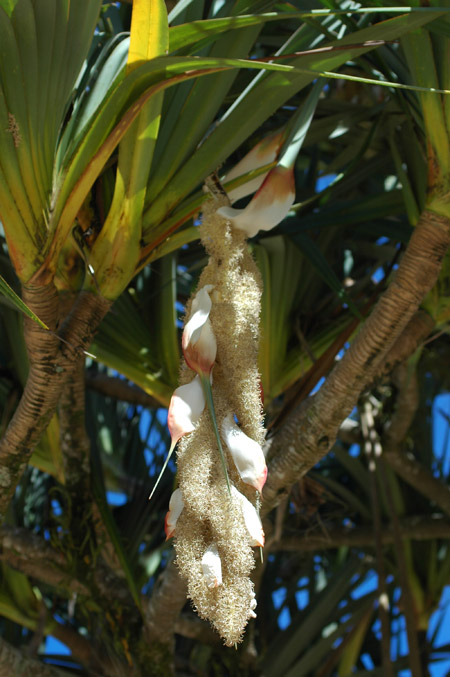 pandanus flower - 