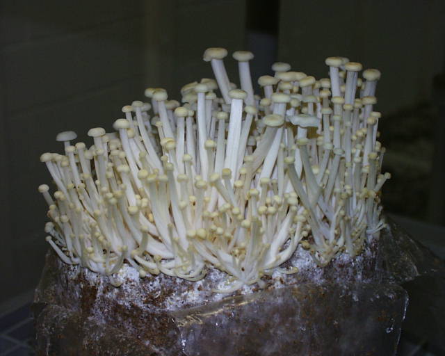 enoki - 