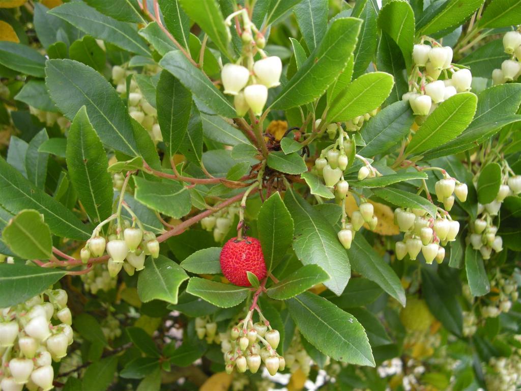 Arbutus unedo 3 Custom - 