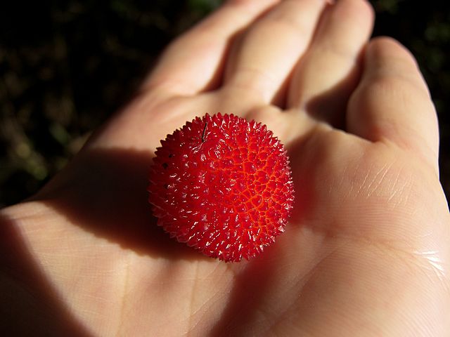 strawberry tree berry zoom - 