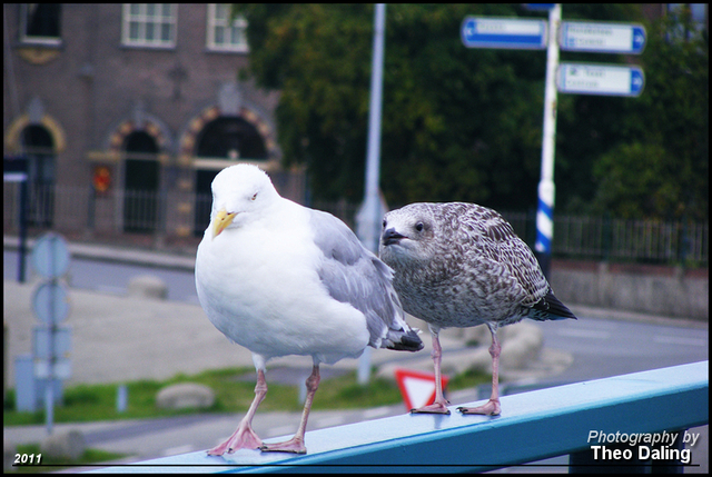 Meeuwen - Den Helder Dagje Texel 21-8-2011