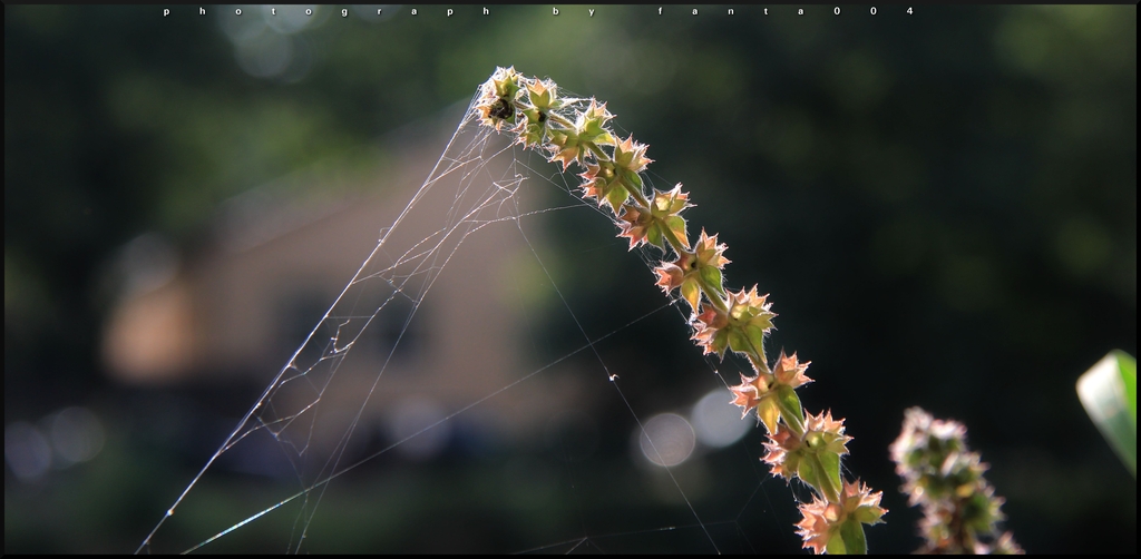 Spider Flower Power2 - 