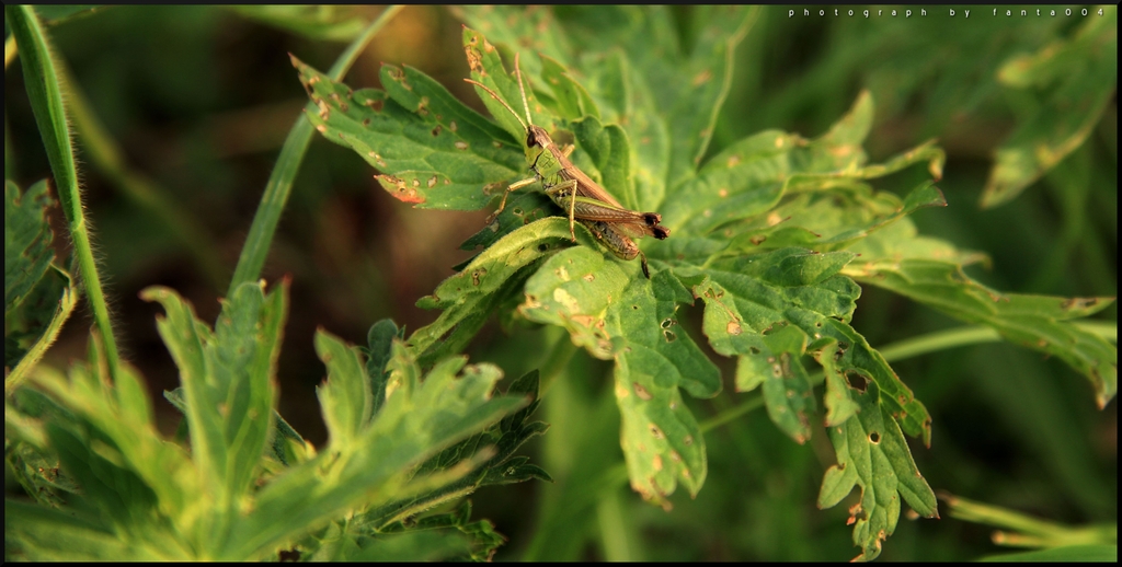 Heuschrecke 01final - 