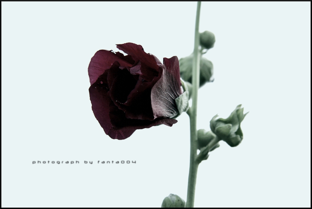 light ROSE final 01 - 