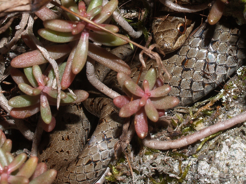 Coronella austriaca Laurenti, 1768.1 - 