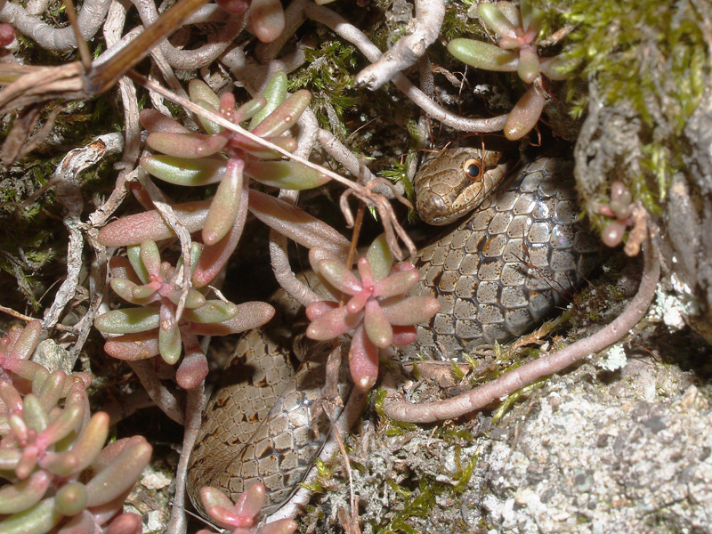 Coronella austriaca Laurenti, 1768.2 - 