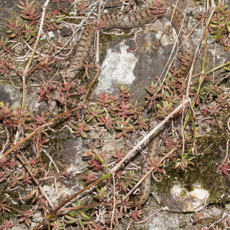 Coronella austriaca Laurenti, 1768. - 