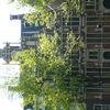P1060560 - amsterdam2008
