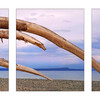 GooseSpit Driftwood Curves ... - Panorama Images