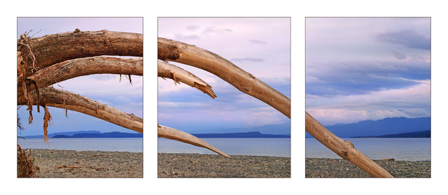 GooseSpit Driftwood Curves pano Panorama Images