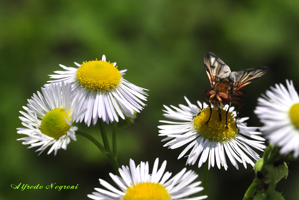 strana moschina firmata - 