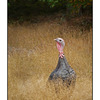 SaltSpring Ruckle Turkey - British Columbia Canada