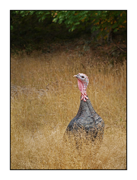 SaltSpring Ruckle Turkey British Columbia Canada