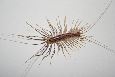 scutigera coleoptrata - 