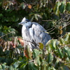 8 oktober 2011 046 - de vogels van amsterdam