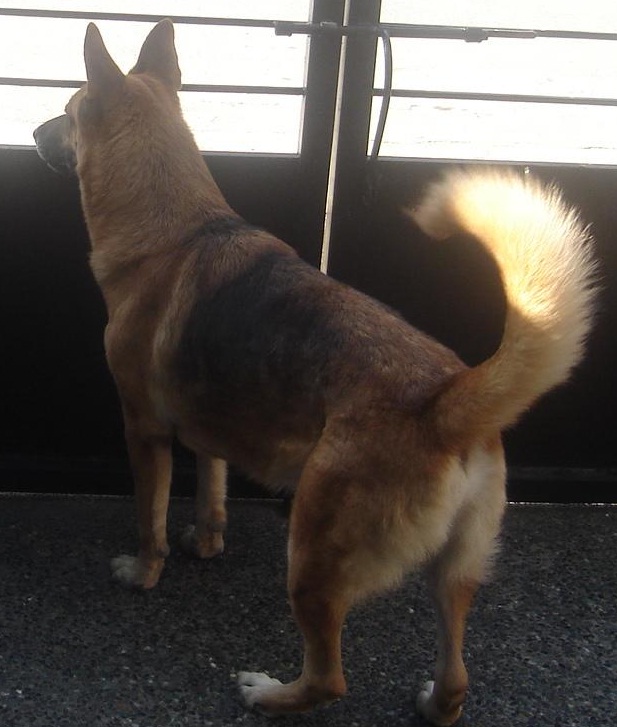 maxi - 