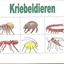 kleurentekeningen 010 - illustraties