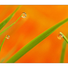 Three Droplets - Close-Up Photography