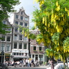 P1060947 - amsterdamschoon