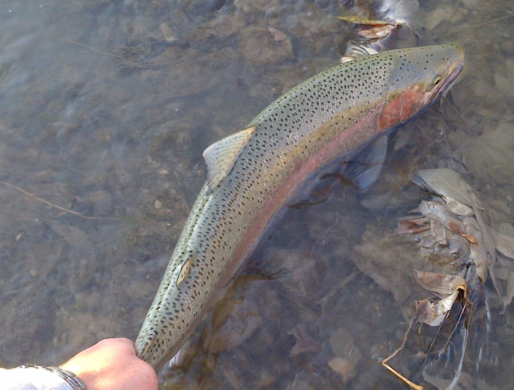 Haldimand County-20111112-00040 - 