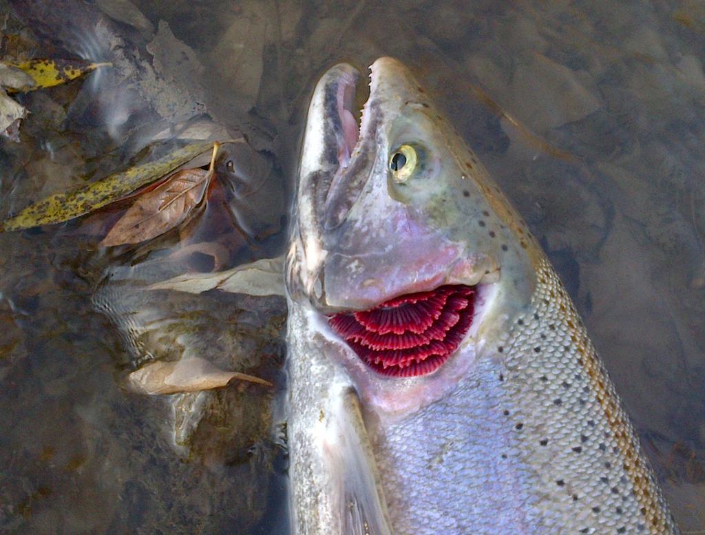 Haldimand County-20111112-00041 - 