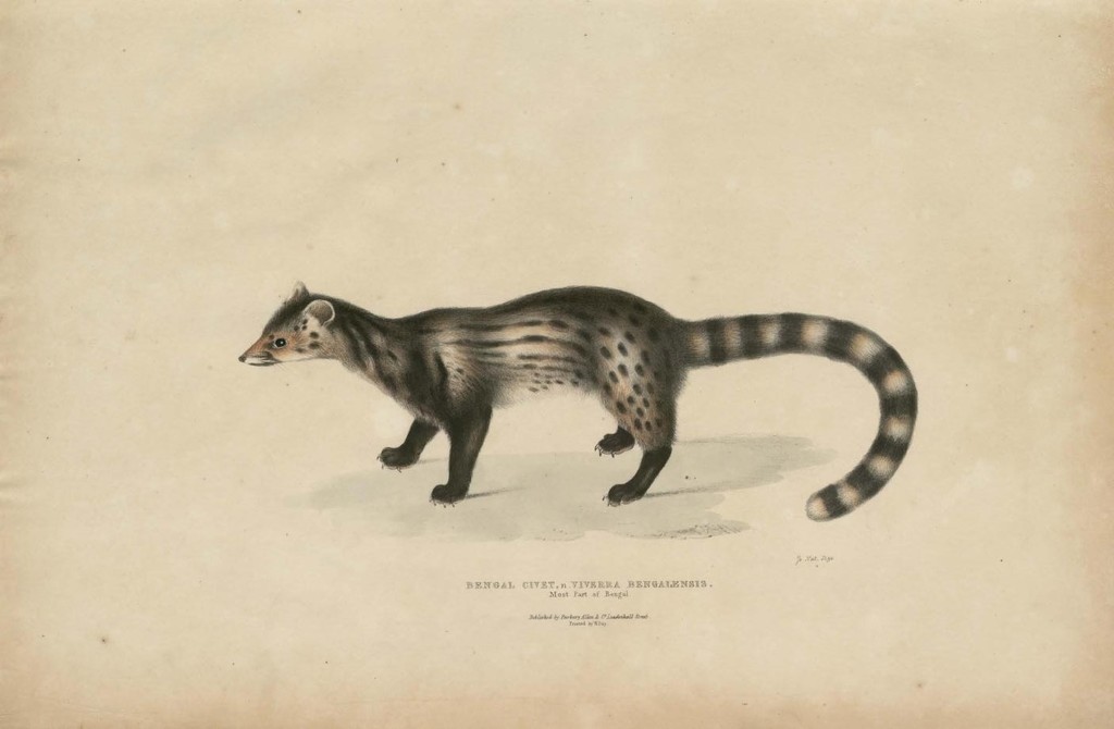 Bengal Civet, Viverra Bengalensis - 