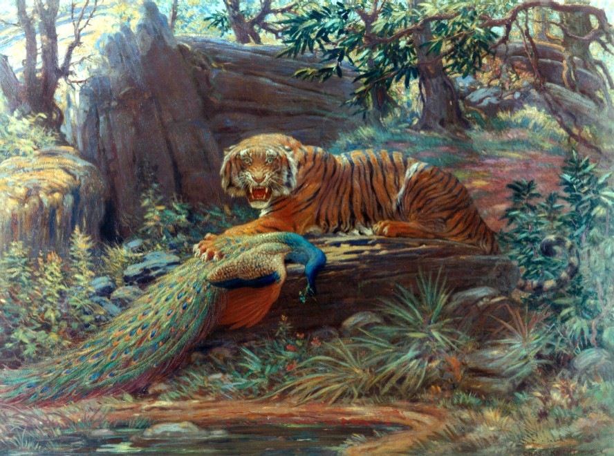 Bengal Tiger and Peacock - 