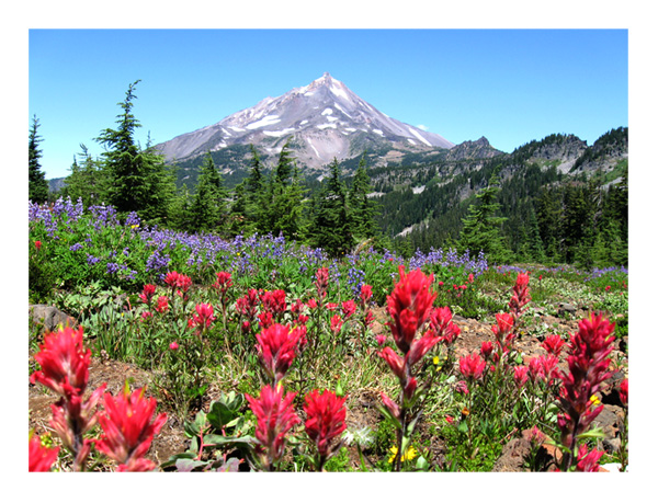 mt jefferson wild flowers - 