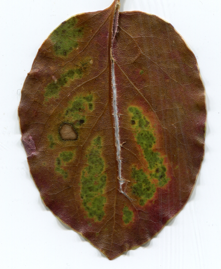 leaf2005 Picture Box