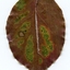 leaf2005 - Picture Box