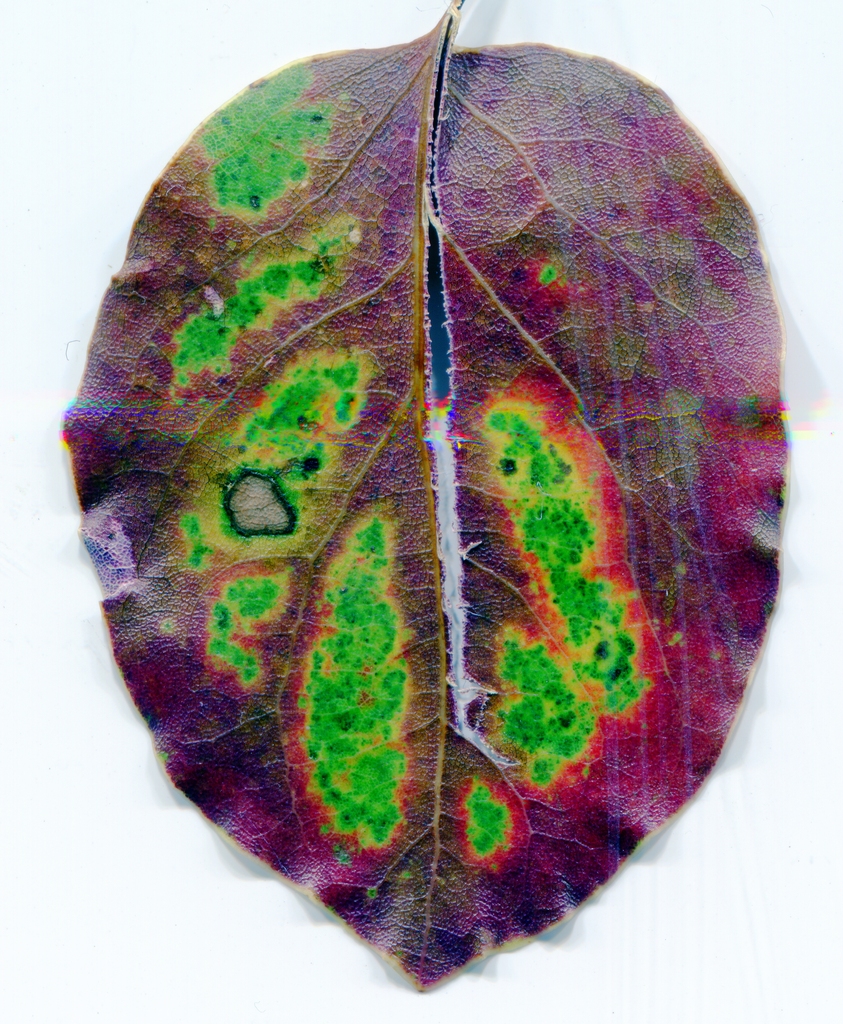leaf004 Picture Box