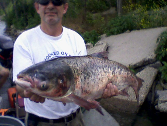 bighead asian carp - 