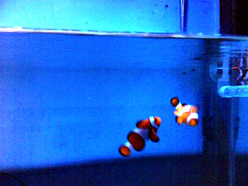 nemo - 
