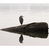 Comox Estuary Heron 02 - Wildlife