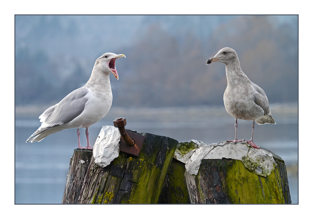 Chatting Gulls Wildlife