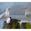 Chatting Gulls - Wildlife