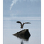 Comox Estuary Heron 01 - Wildlife