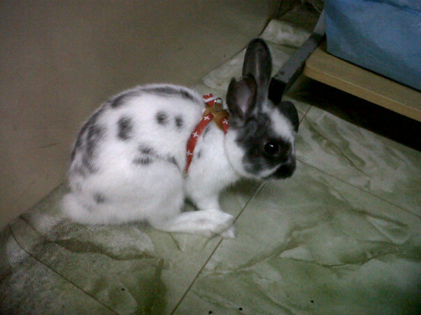 29487 127052273975855 100000132505550 355846 82066 - 