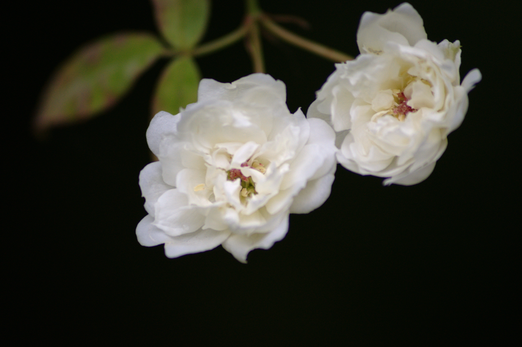 resized-2 Random