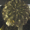 SUC50976a - cactus