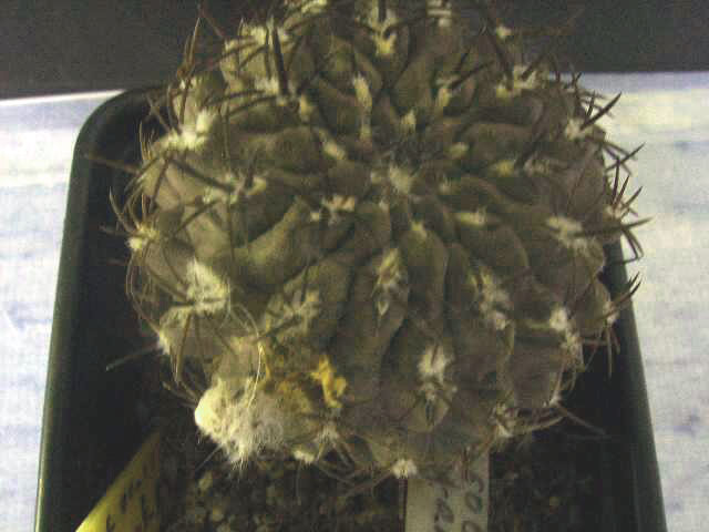 SUC50976a cactus