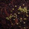 conophytum 003 - cactus