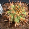 eriosyce 013 - cactus