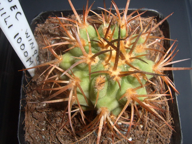 eriosyce 013 cactus
