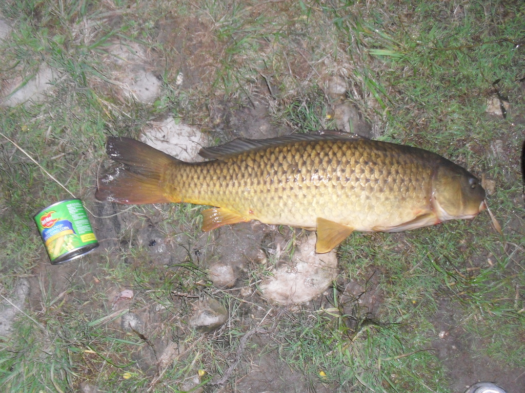 carp1 - 