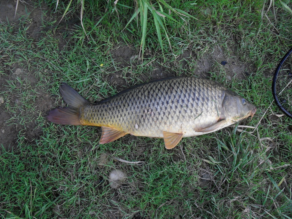 carp 2 - 