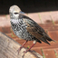 spreeuw - de vogels van amsterdam