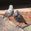 spreeuw2 - de vogels van amsterdam