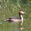 fuut - de vogels van amsterdam