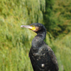 P1000550 - de vogels van amsterdam